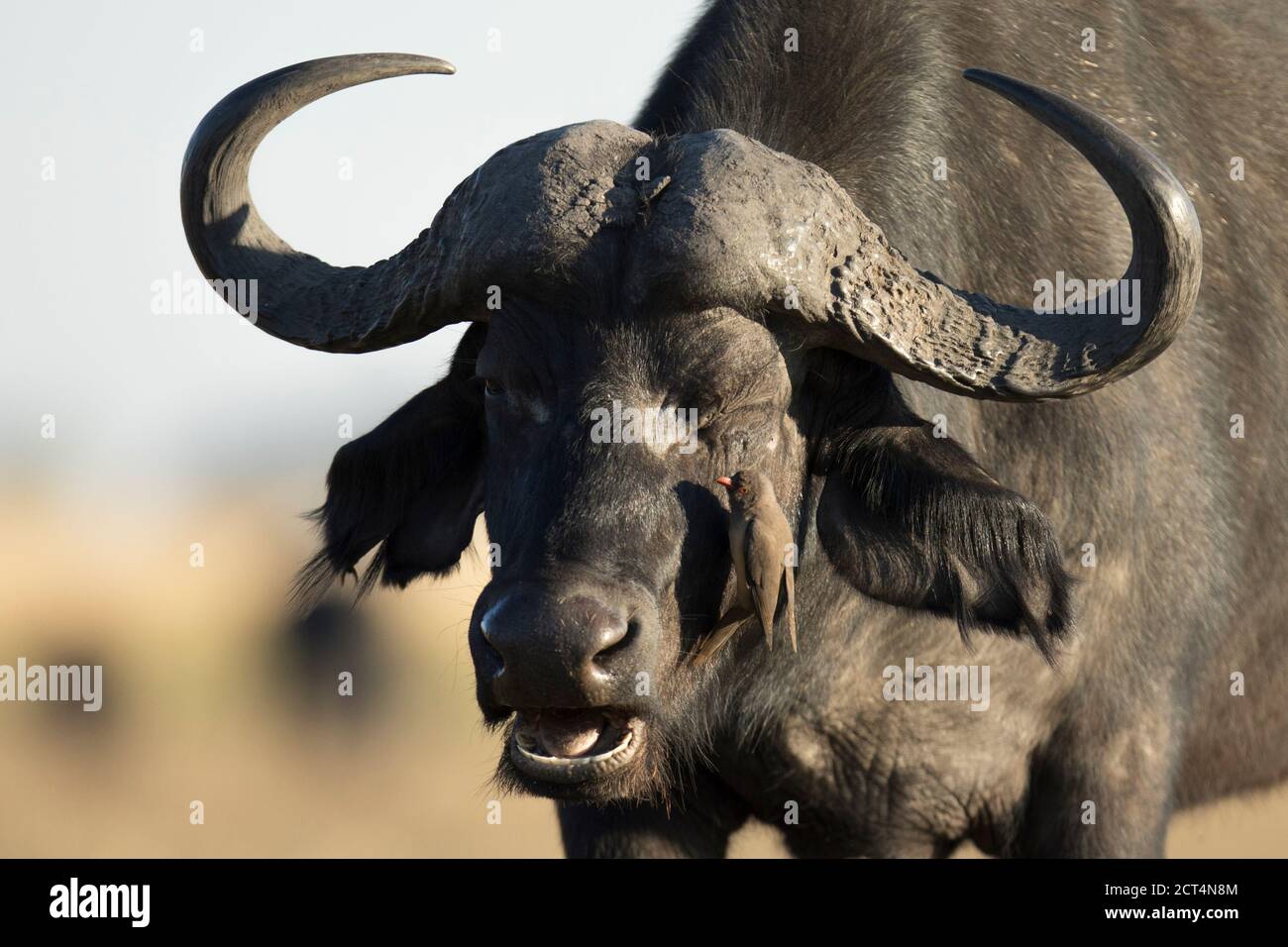 Capo bufalo nel Parco Nazionale di Chobe, Kasane, Botswana Foto Stock
