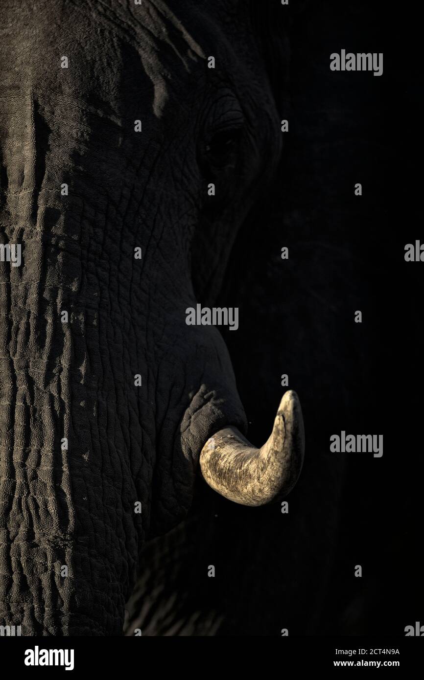 Un'immagine dettagliata di un tusk degli elefanti. Foto Stock