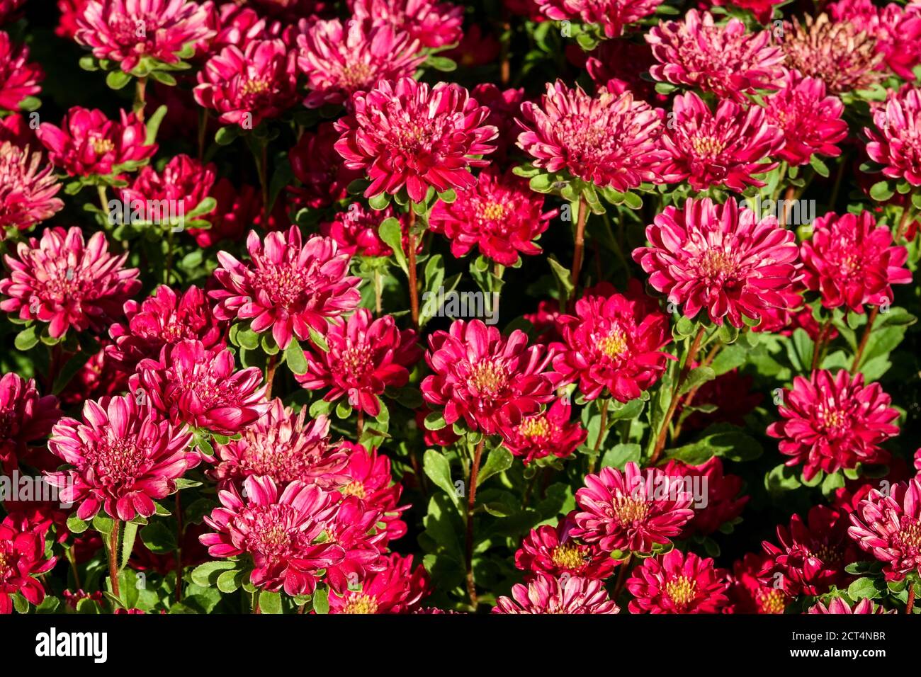 Cina Aster Callistephus chinensis Ribbon rosso fiori settembre fine estate Foto Stock