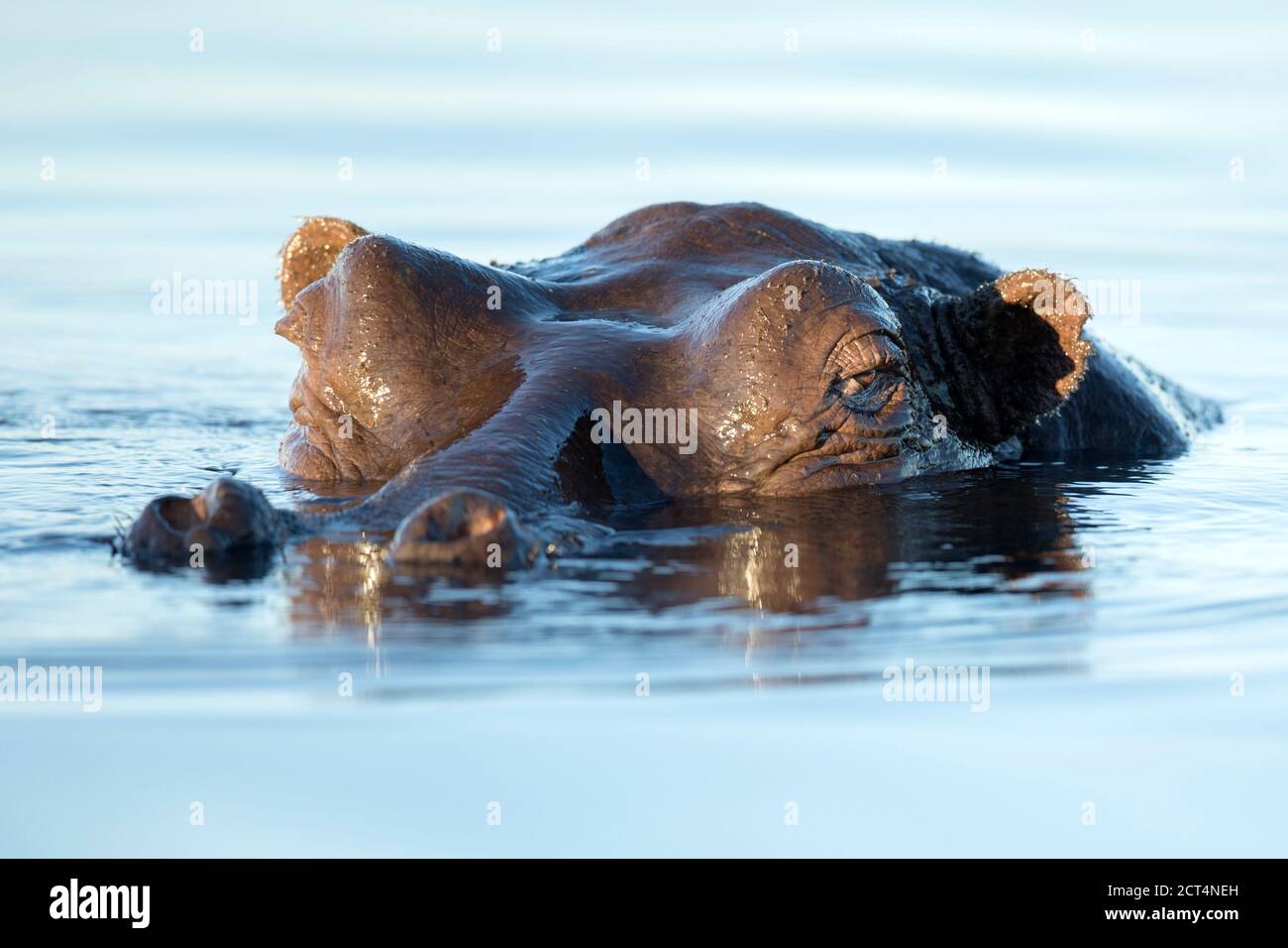 Un ippopotamo alza la testa sopra l'acqua nel Parco Nazionale di Chobe, Kasane, Botswana Foto Stock