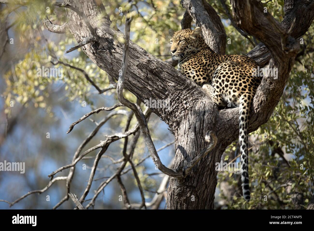 Una donna leopardo pattuglia il suo territorio nel Parco Nazionale di Chobe, Kasane, Botswana. Foto Stock