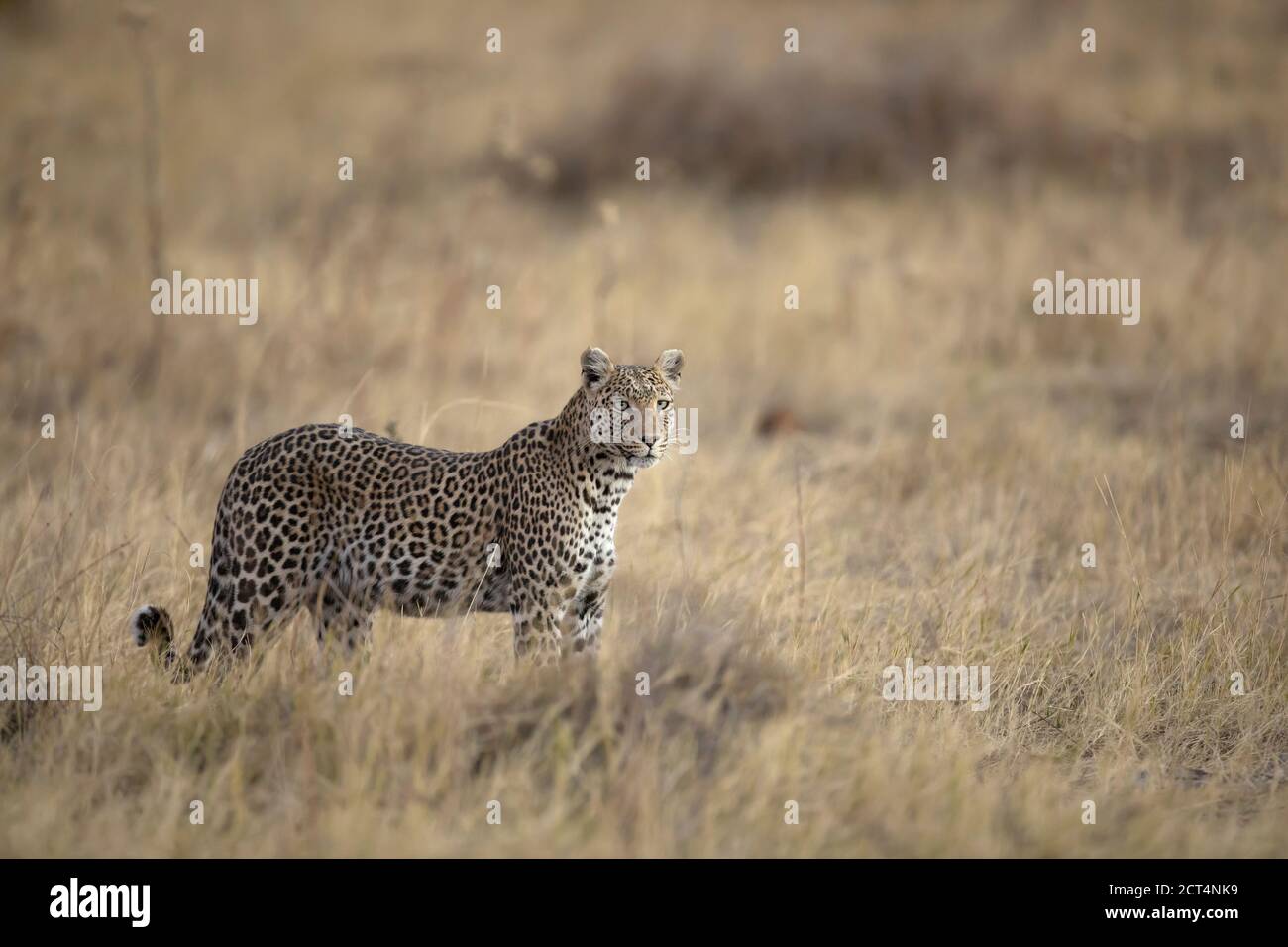 un leopardo nel suo territorio di Chobe National Park, Kasane, Botswana Foto Stock