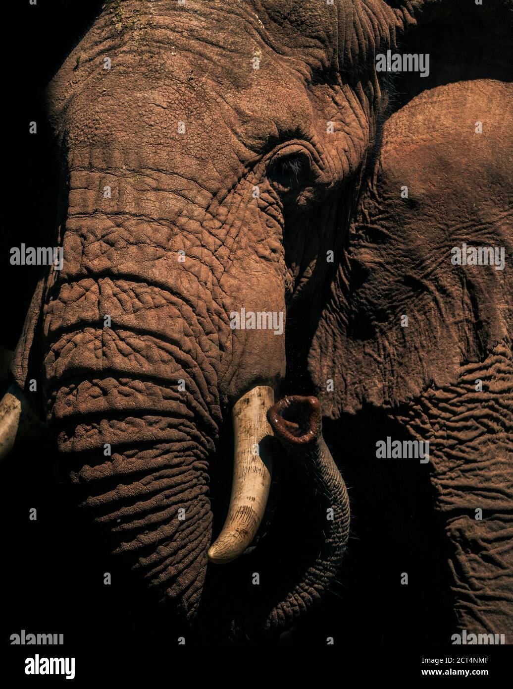Ritratto di un elefante africano (Loxodonta africana) in una vacanza di safari di fauna selvatica africana nel Parco Nazionale di Aberdare, Kenya Foto Stock