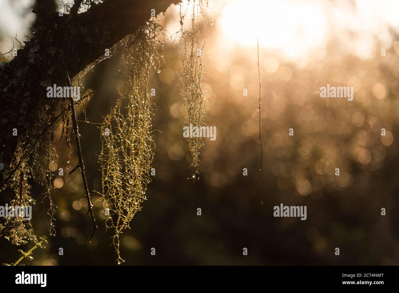 Foresta di Heather gigante nel Parco Nazionale di Aberdare, Kenya Foto Stock