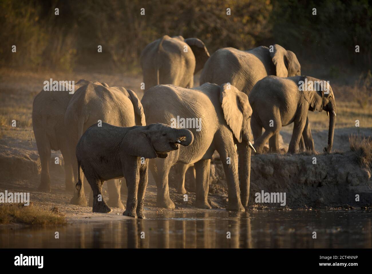 Un allevamento di elefanti che beve nel Parco Nazionale di Chobe, Kasane, Botswana. Foto Stock