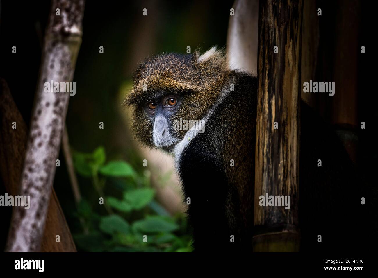 Sykes Monkey (Cercopithecus albogularis aka White-thoated o Samango Monkey) nel Parco Nazionale di Aberdare, Kenya Foto Stock