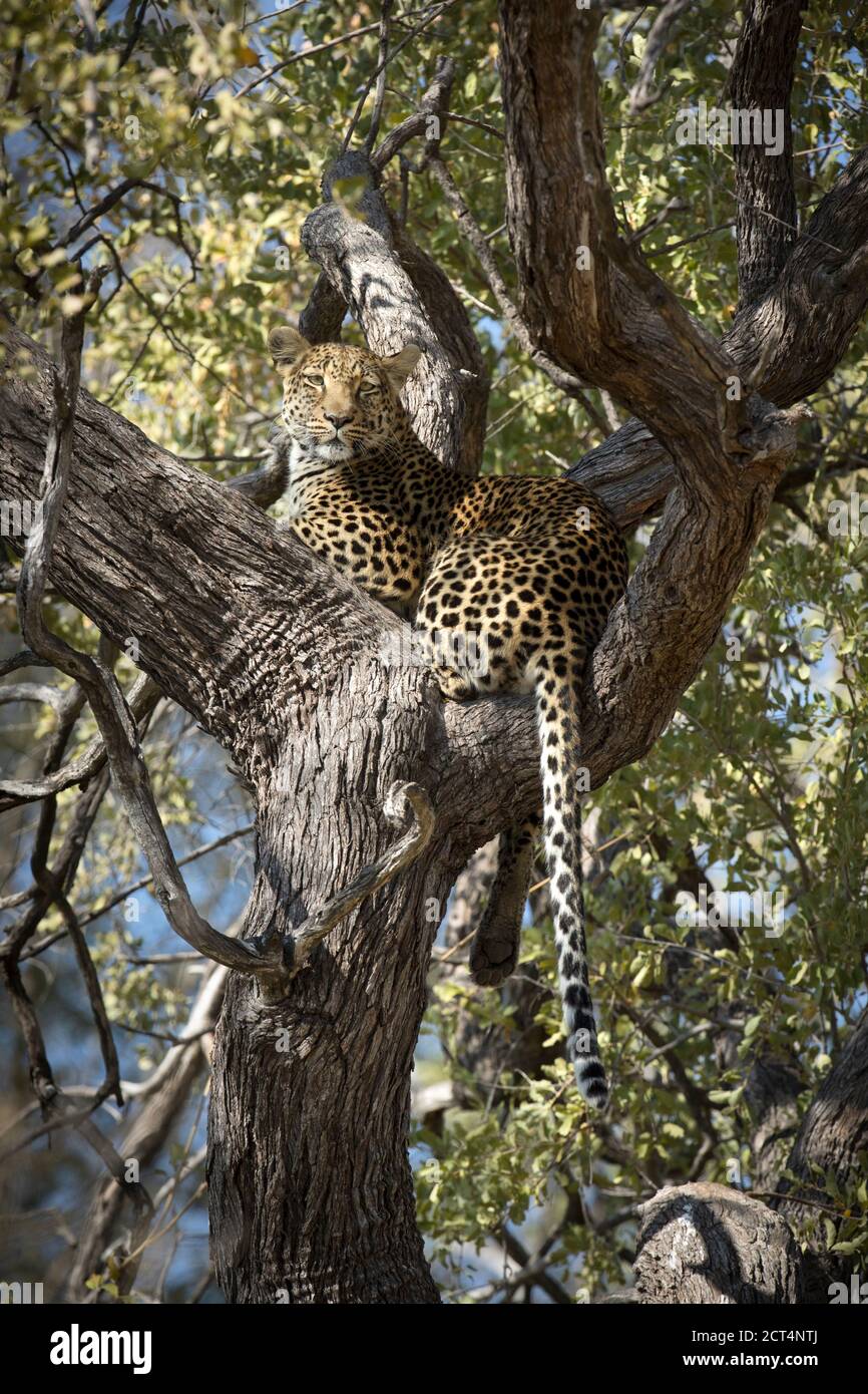 un leopardo nel suo territorio di Chobe National Park, Kasane, Botswana Foto Stock