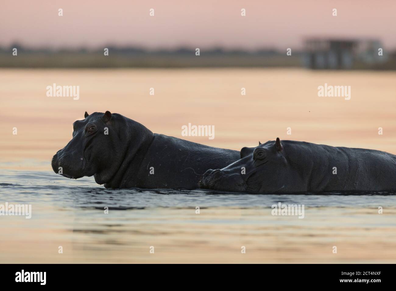 Un'immagine dettagliata di un ippopotamo nel Parco Nazionale di Chobe, in Botswana. Foto Stock