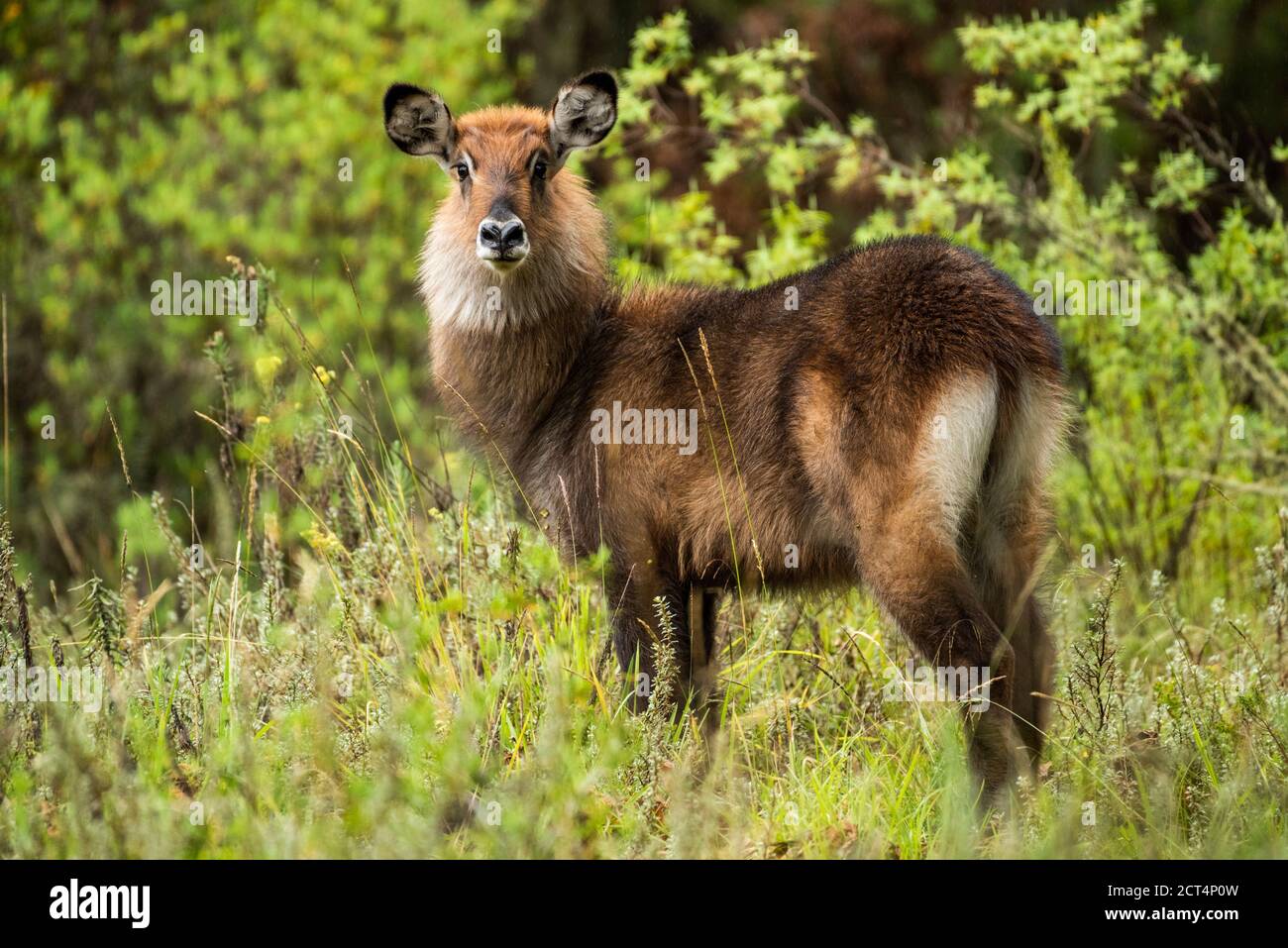 Femmina Waterbuck (Kobus ellissiprymnus) nel Parco Nazionale di Aberdare, Kenya Foto Stock