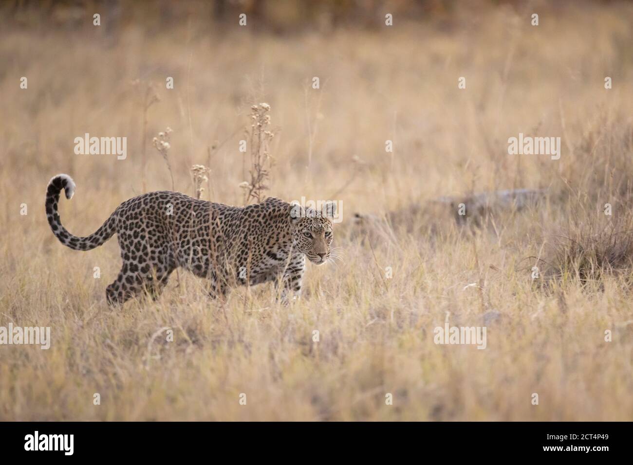 Un bellissimo leopardo nel Parco Nazionale di Chobe, Botswana. Foto Stock