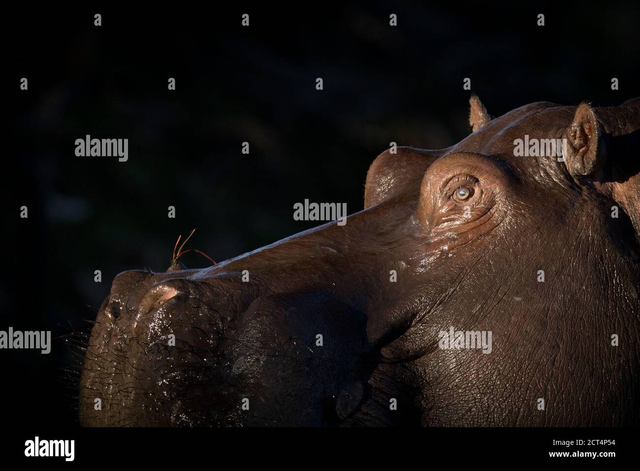 Un'immagine dettagliata di un ippopotamo nel Parco Nazionale di Chobe, in Botswana. Foto Stock