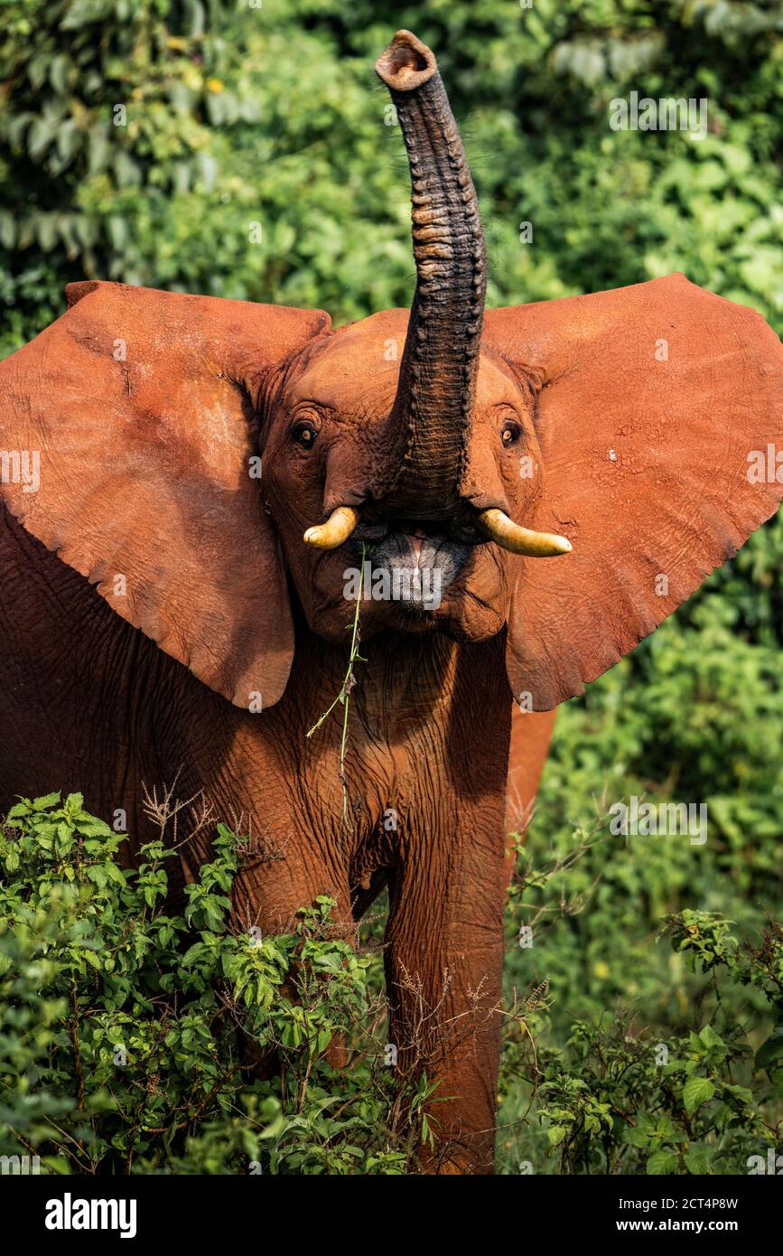 Elefante africano (Loxodonta africana) nel Parco Nazionale di Aberdare, Kenya Foto Stock