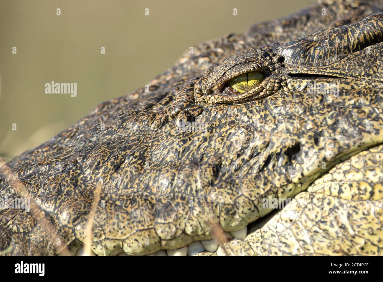 Dettagli intricati di una cottura al sole a coccodrillo nel Parco Nazionale di Chobe, Botswana. Foto Stock