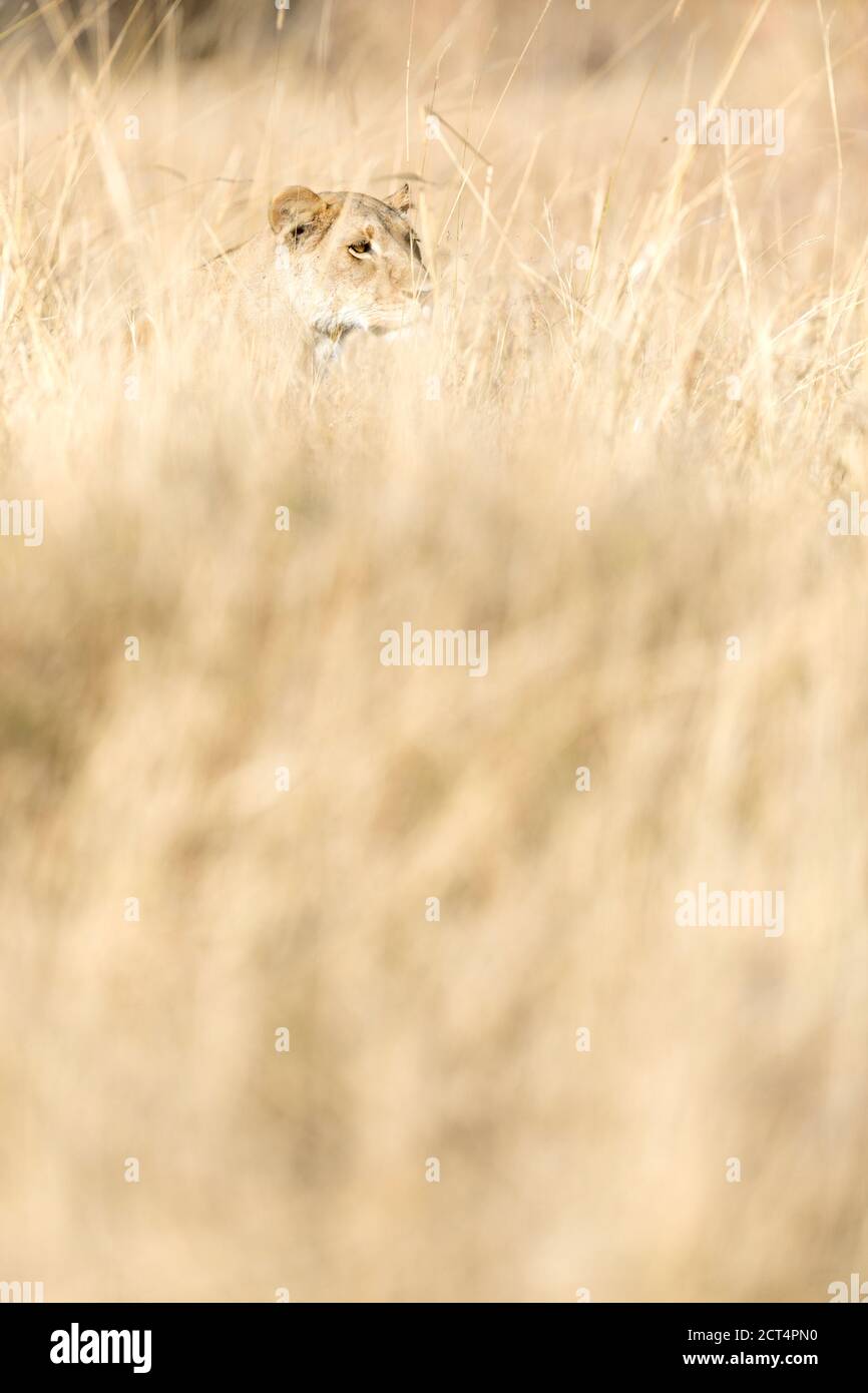Una leonessa stalks prey in erba lunga nel parco nazionale di Chobe, Botswana. Foto Stock