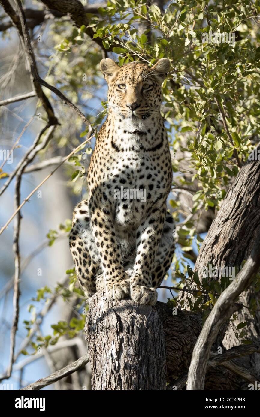 Un bellissimo leopardo nel Parco Nazionale di Chobe, Botswana. Foto Stock