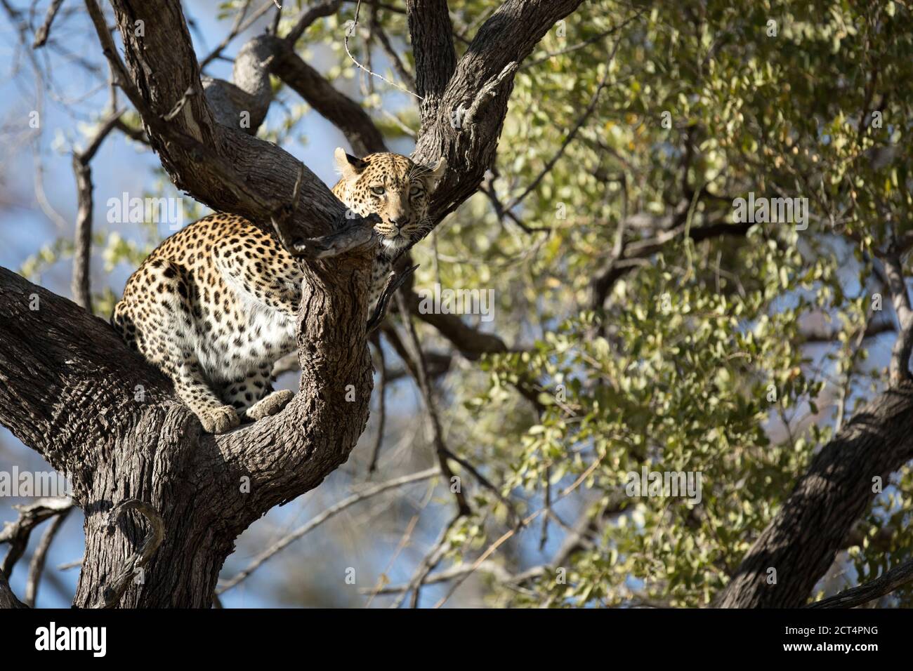 Un bellissimo leopardo nel Parco Nazionale di Chobe, Botswana. Foto Stock