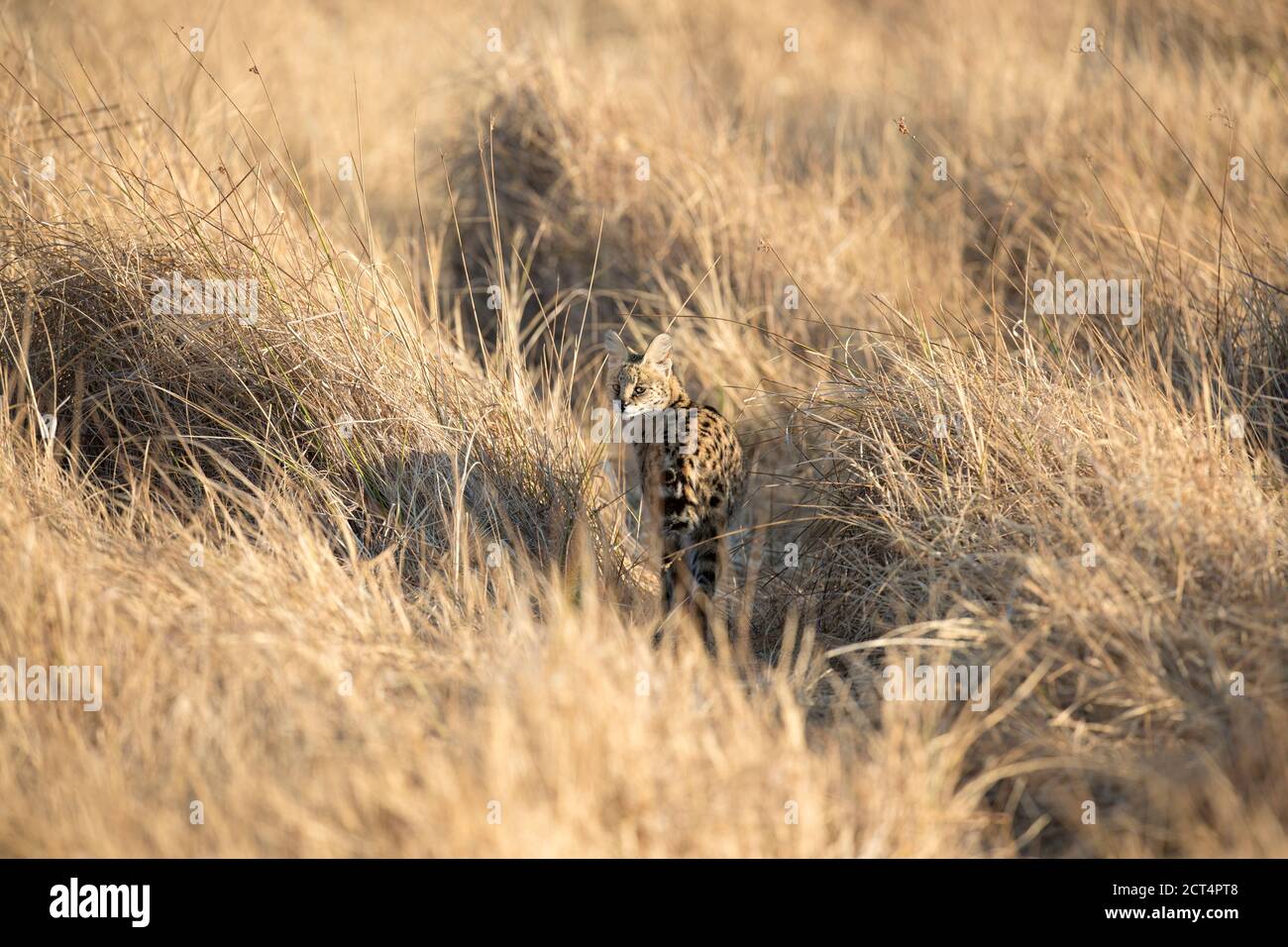 Una caccia ai servi a rischio di estinzione nel Parco Nazionale di Chobe, Botswana. Foto Stock