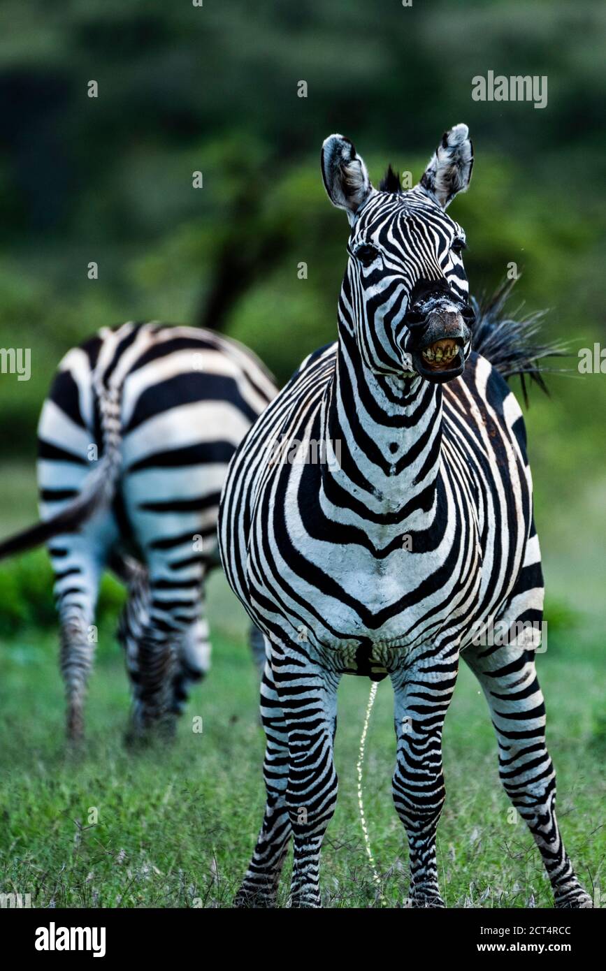 Zebra (Equus quagga) al Ranch El Karama, nella contea di Laikipia, Kenya Foto Stock