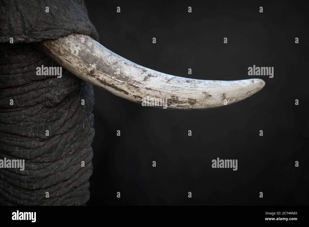 Primo piano dettagli di un tusk elefanti. Foto Stock