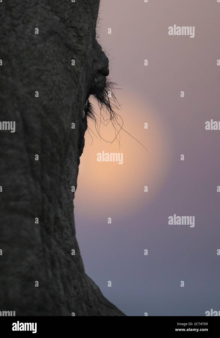 Primo piano di un elefante eyelash di fronte a una luna crescente. Foto Stock