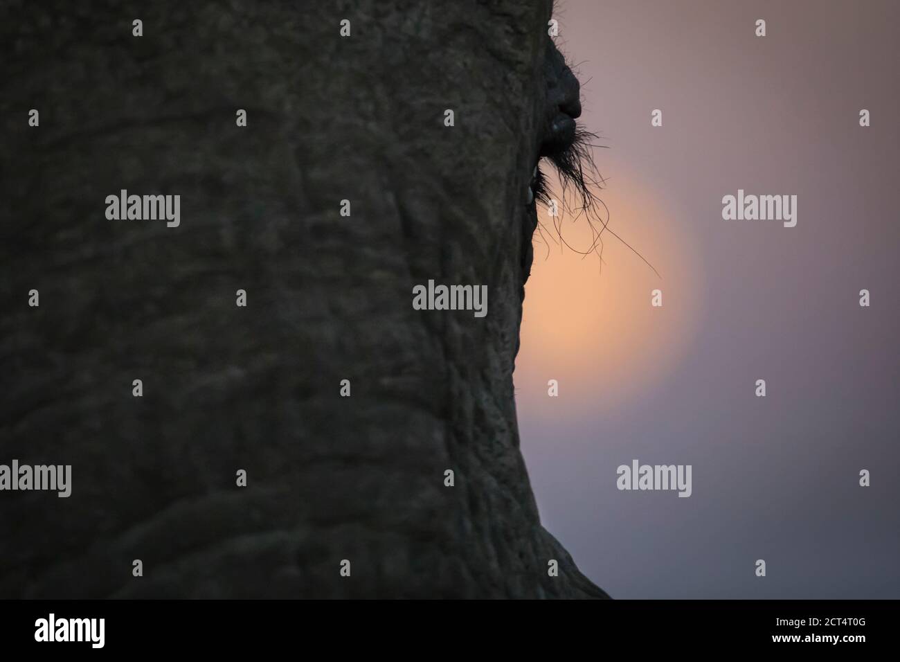Primo piano di un elefante eyelash di fronte a una luna crescente. Foto Stock
