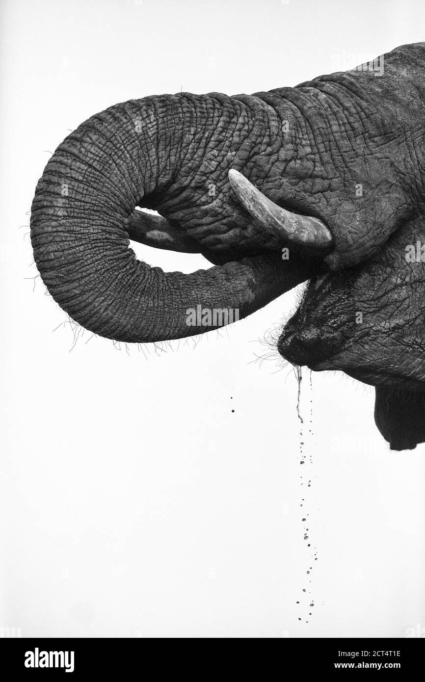 Immagine chiave di un elefante che beve in Botswana. Foto Stock