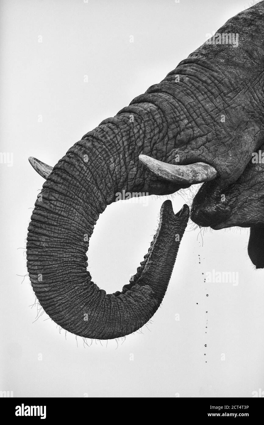 Immagine chiave di un elefante che beve in Botswana. Foto Stock
