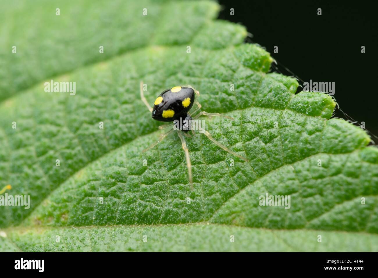 Ragno nero con macchie, Theridula gonygaster, Satara, Maharashtra, India Foto Stock