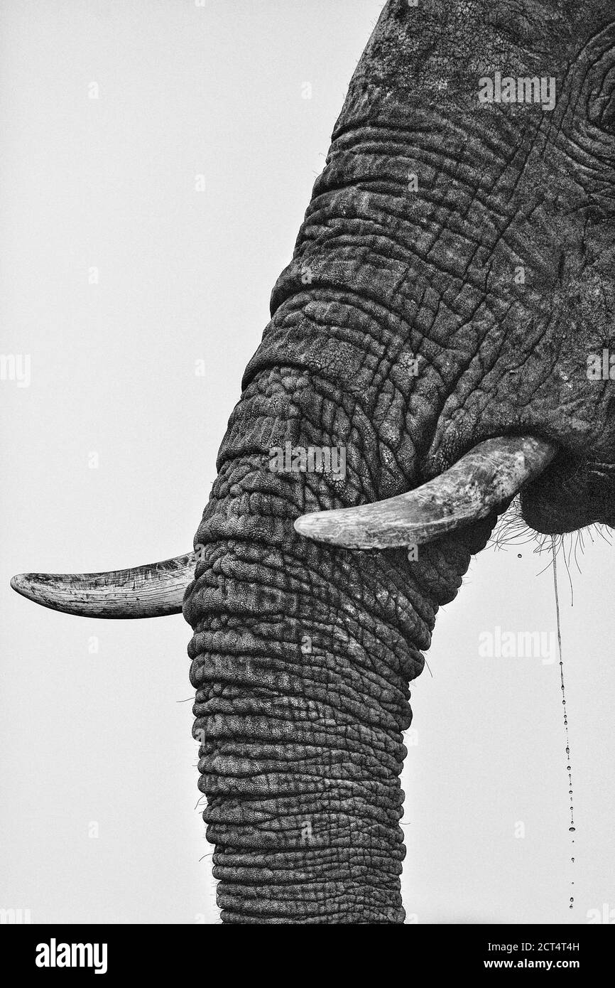 Immagine chiave di un elefante che beve in Botswana. Foto Stock
