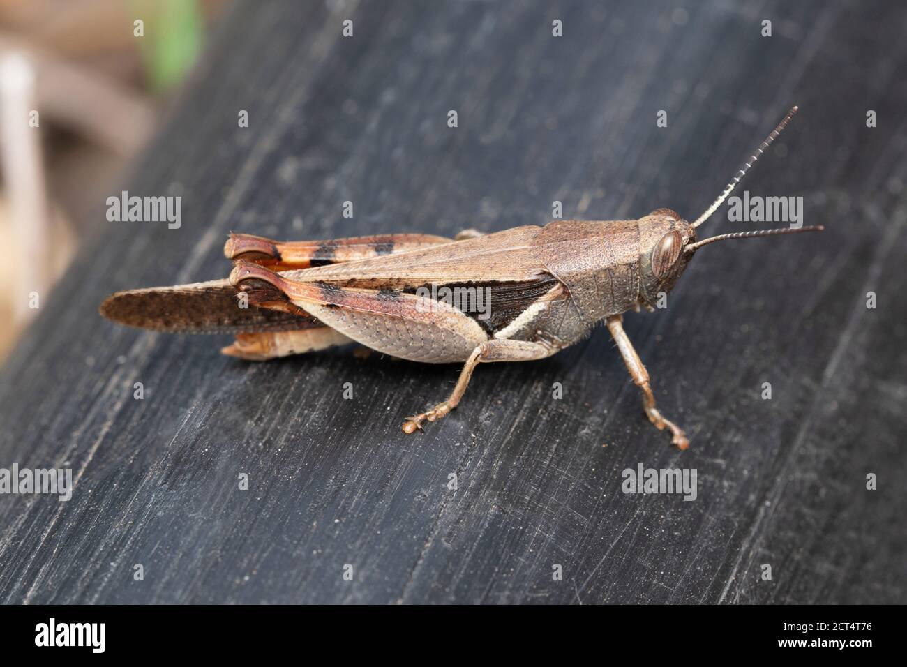Grasshopper marrone, Pezotettix giornae, Satara, Maharashtra, India Foto Stock