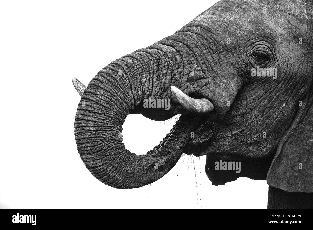 Immagine chiave di un elefante che beve in Botswana. Foto Stock