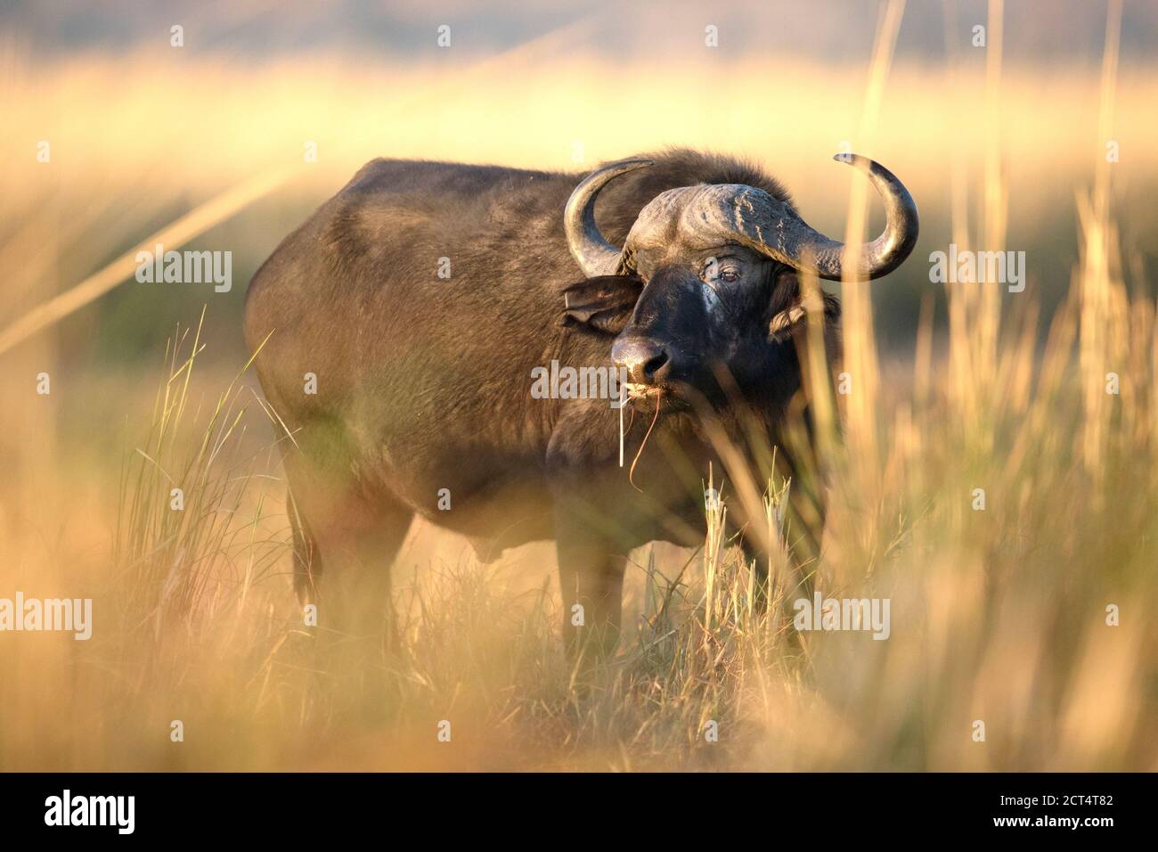 Old Lone bufalo nel Parco Nazionale di Chobe, Botswana. Foto Stock