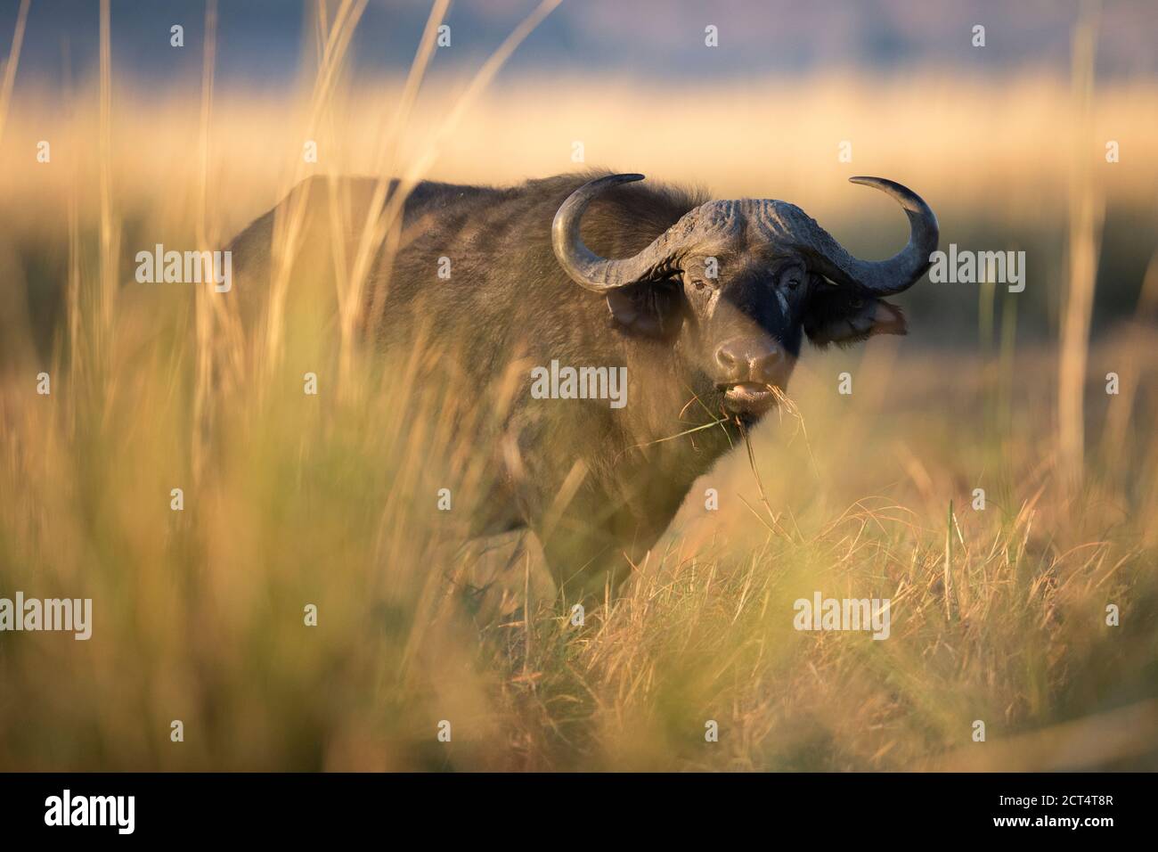 Old Lone bufalo nel Parco Nazionale di Chobe, Botswana. Foto Stock