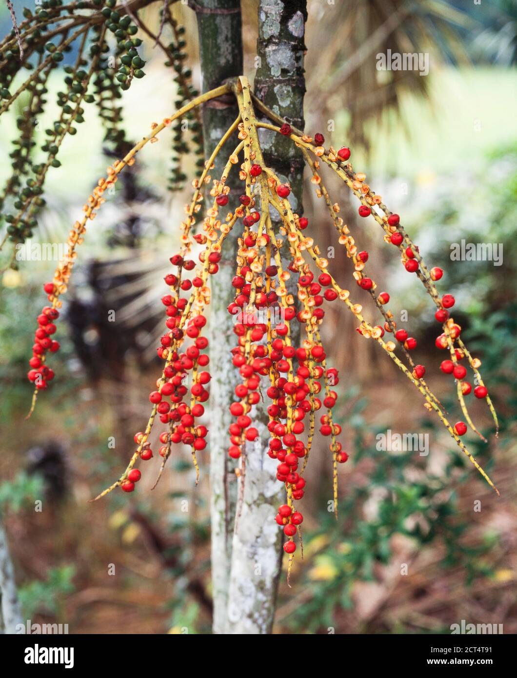 MacArthur palma, Ptycosperma macarthurii, bacche rosse Foto Stock