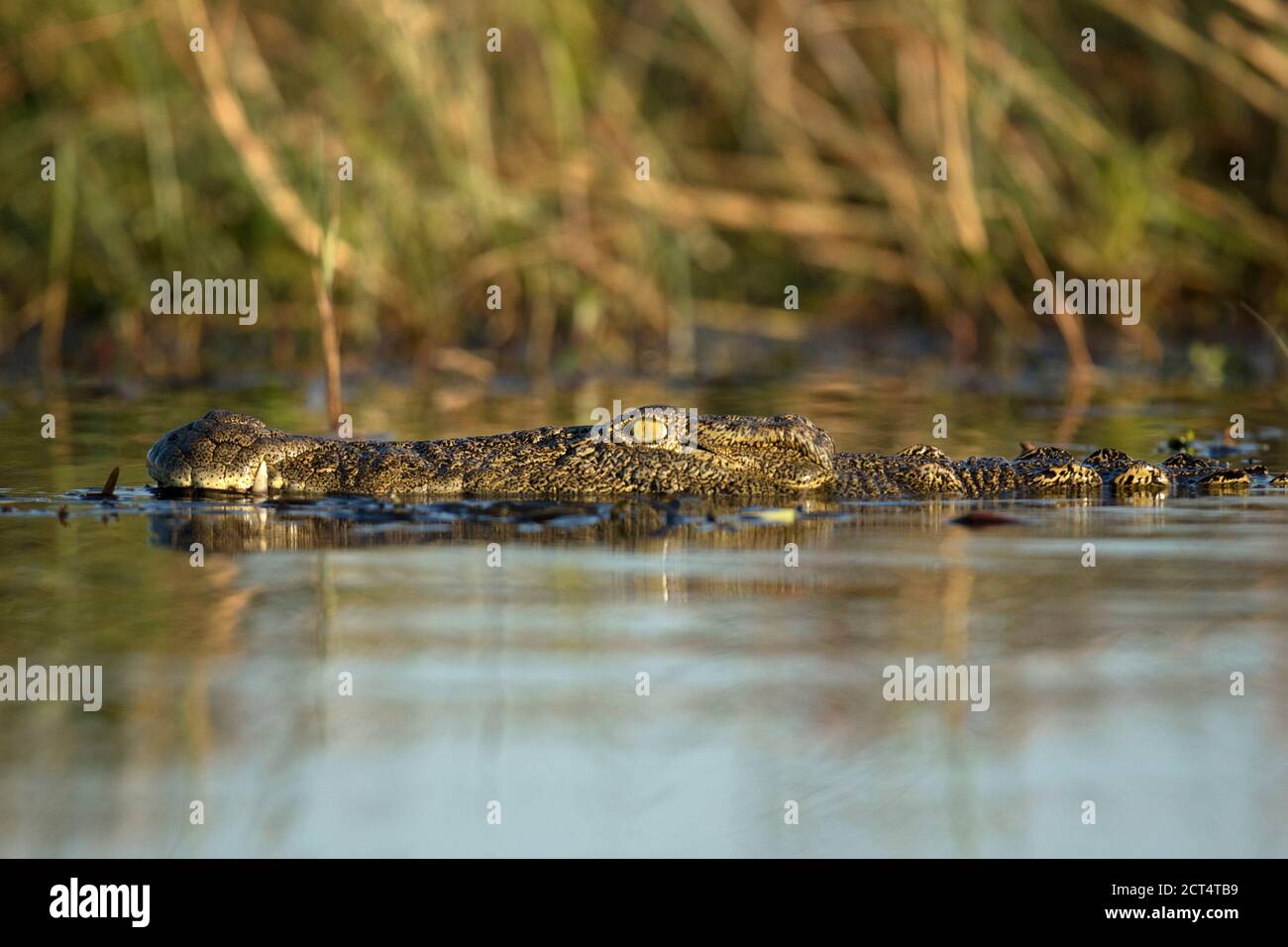 Primo piano di un coccodrillo del Nilo in Africa. Foto Stock