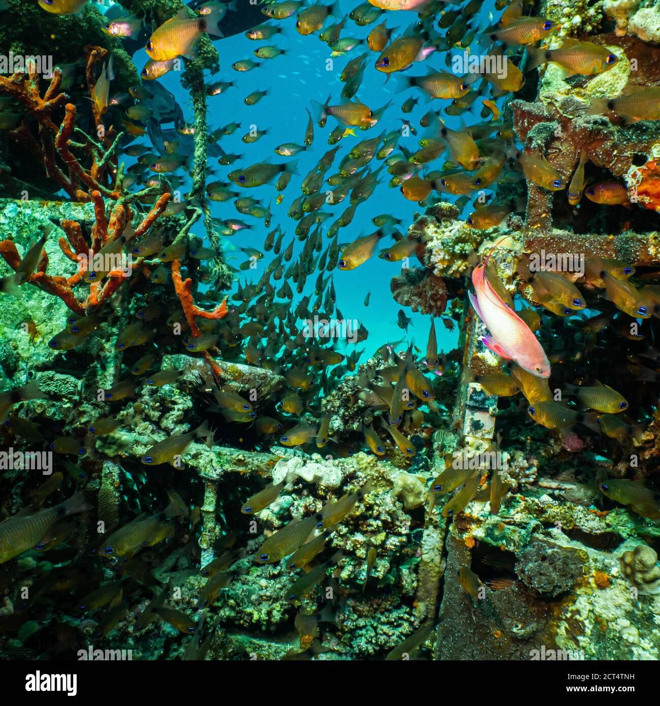 Una barriera corallina artificiale brulicante di pesci. Foto di una barriera corallina del Mar Rosso, Egitto Foto Stock