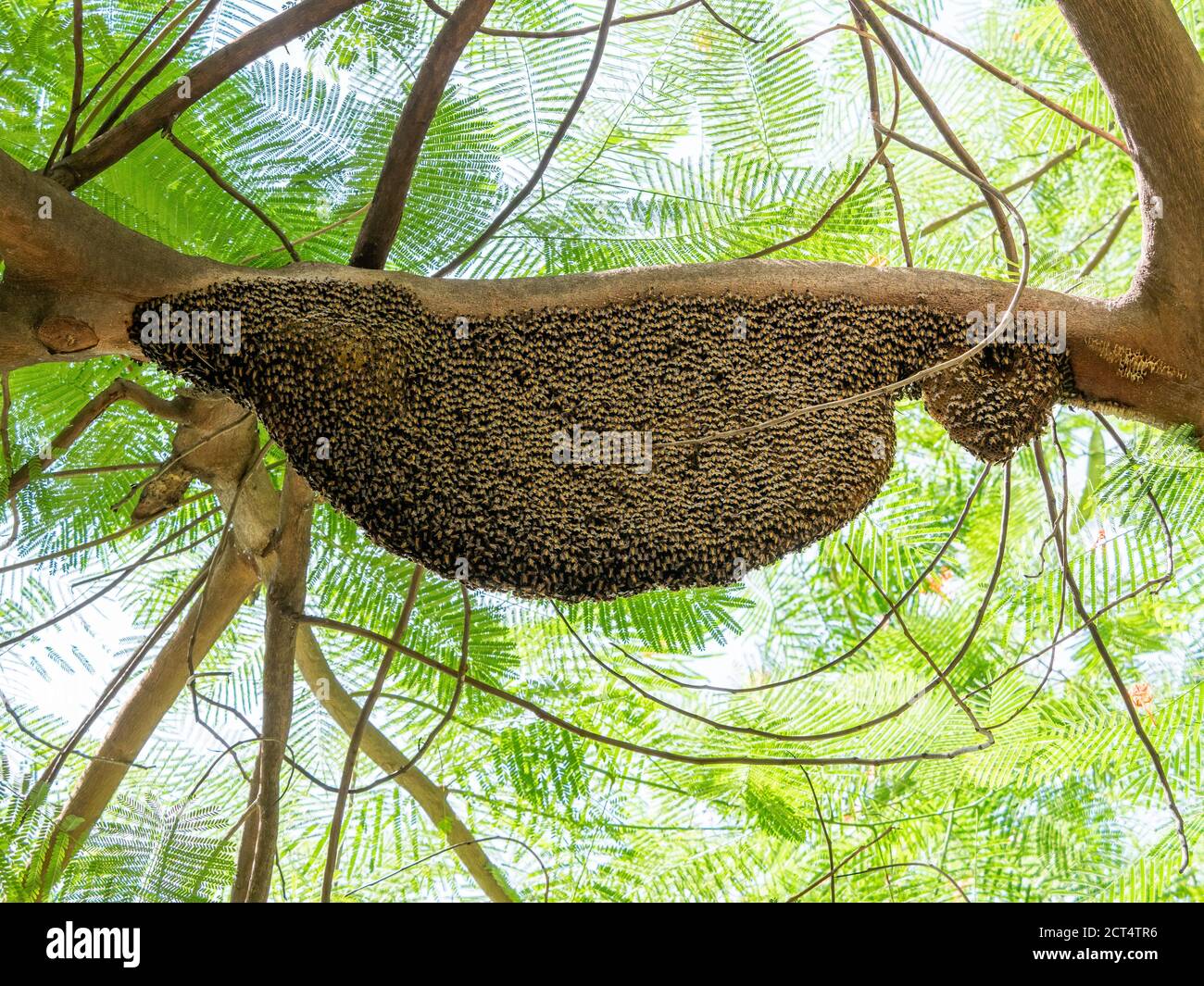 Primo piano enorme Beehive di Miele Giganti su Tree Branch Foto Stock