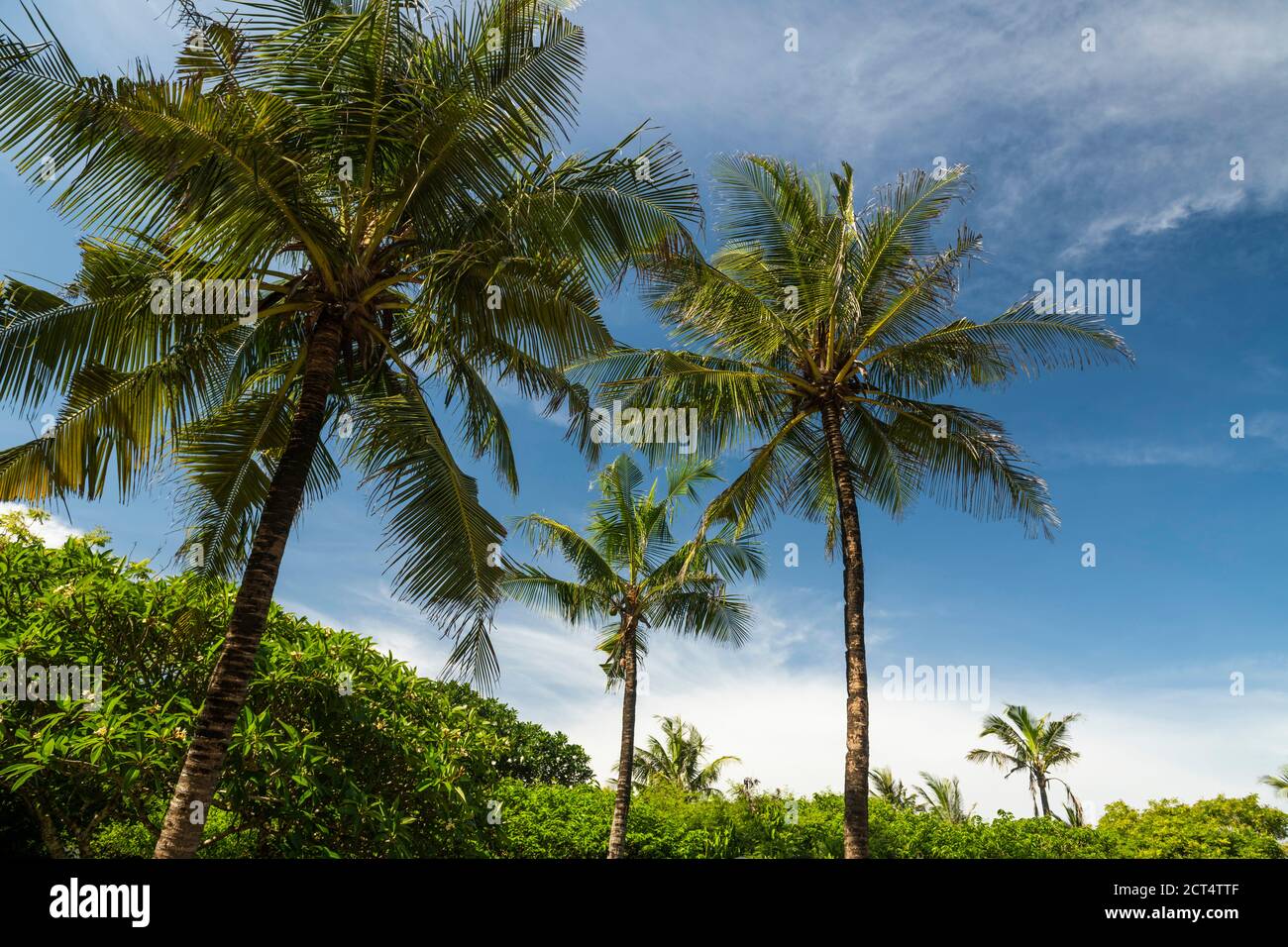 Palme a Watamu Bay Beach, Watamu, Contea di Kilifi, Kenya Foto Stock