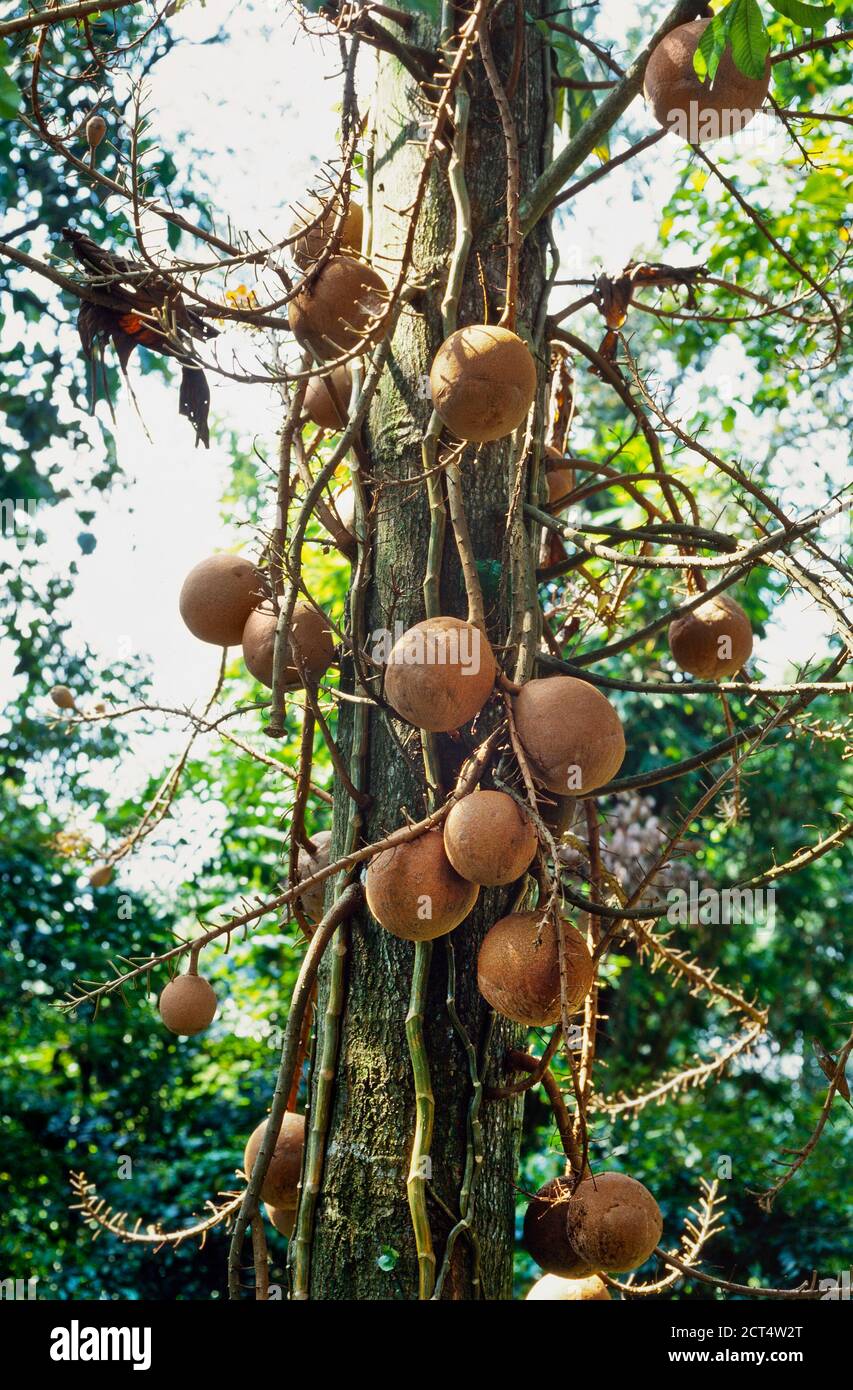 Albero di Cannonball, Couloupita guianensis, frutta appesa su albero, Malesia Foto Stock