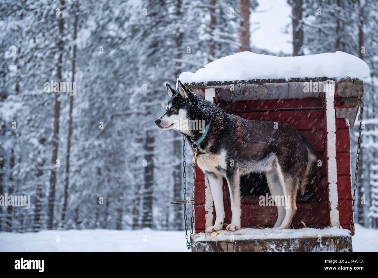 Il cane Husky in attesa di andare in slitta con il cane Husky nel suo allevamento nel freddo inverno neve coperto paesaggio, Torassieppi, Lappland, Finlandia Foto Stock