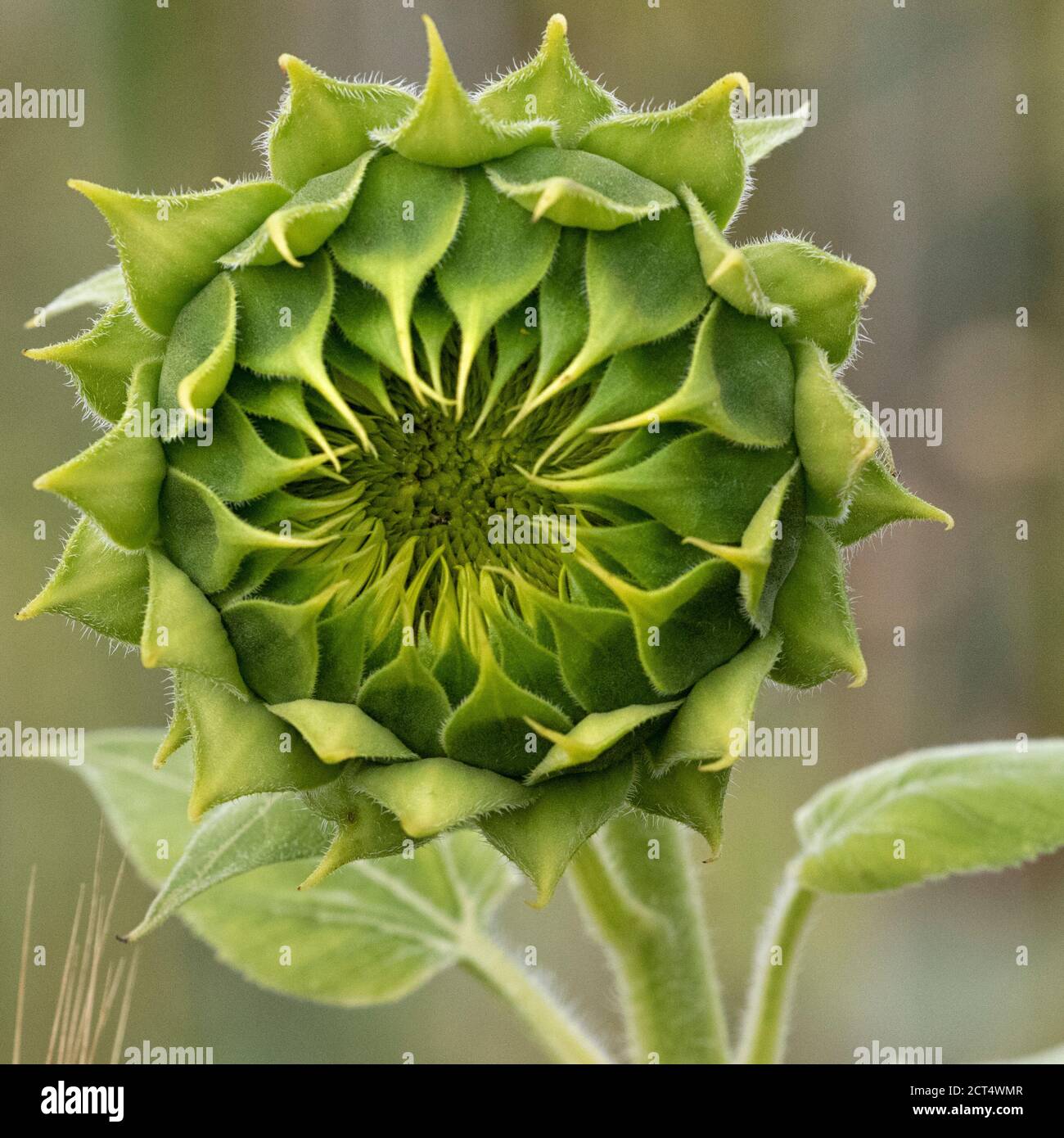 testa di girasole singola non aperta in verde Foto Stock