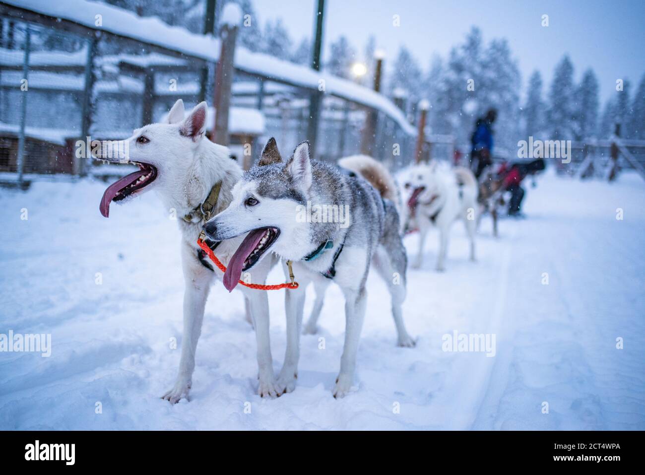 Gli Husky sono entusiasti di vivere un'avventura in slitta trainata da cani da Husky nel paesaggio invernale coperto di neve fredda, Torassieppi, Lappland, Finlandia Foto Stock