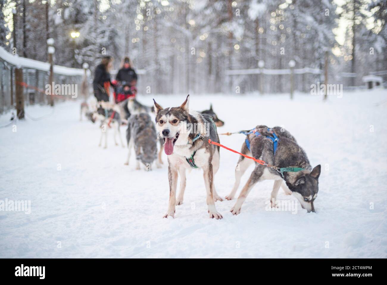 Husky slitta, Torassieppi, Lapponia, Finlandia Foto Stock