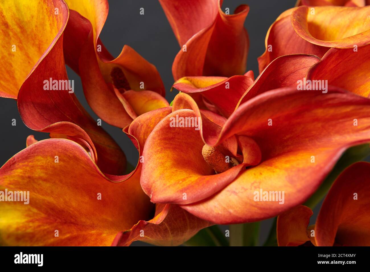 Bouquet di Lilies di Calla Rosso e giallo. Primo piano. Foto Stock