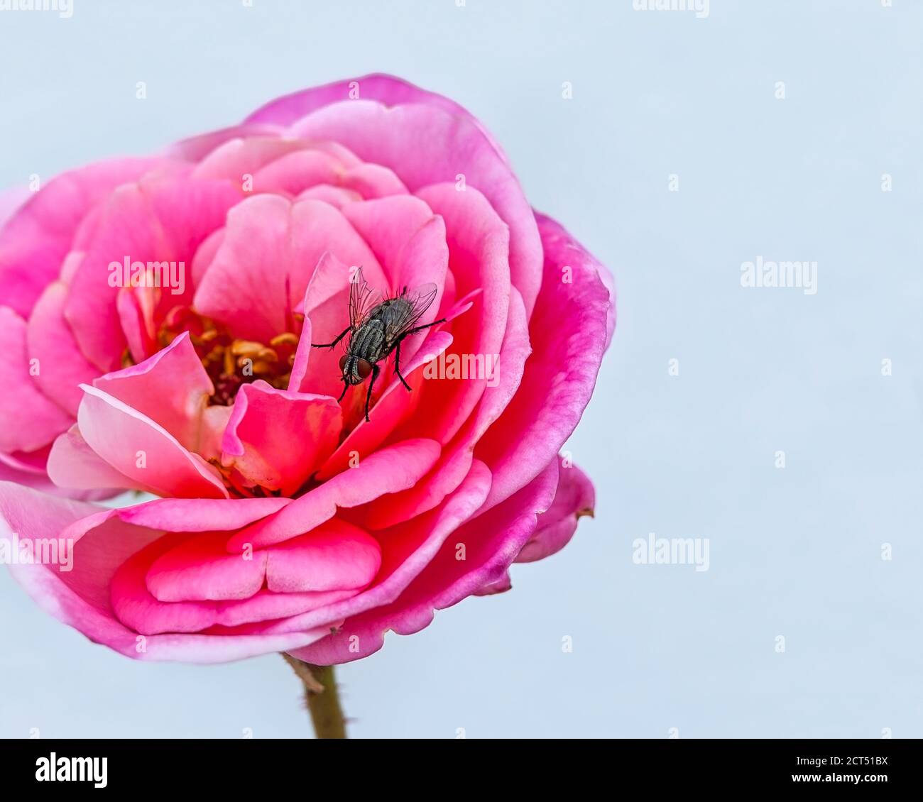 Fiore rosa testa. Isolato. Copia spazio. Fiore con mosca nera sui suoi petali. Sfondo bianco . Immagine stock. Foto Stock