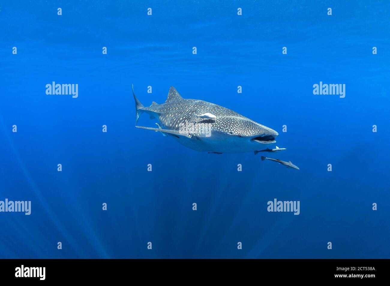 Squalo balena da sotto la superficie con raggi di luce Foto Stock