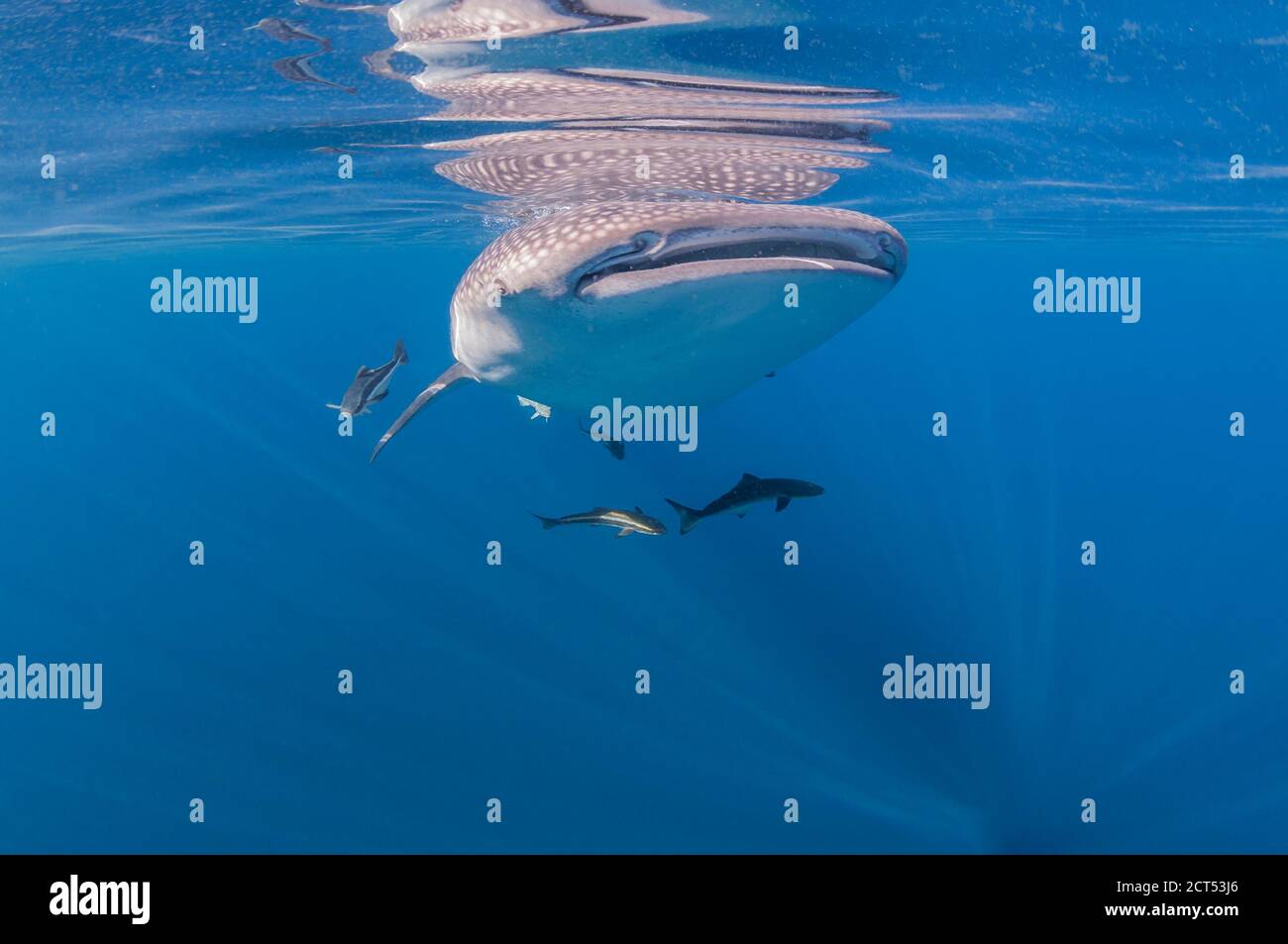 Squalo balena in superficie vista ad angolo basso blu chiaro acqua Foto Stock