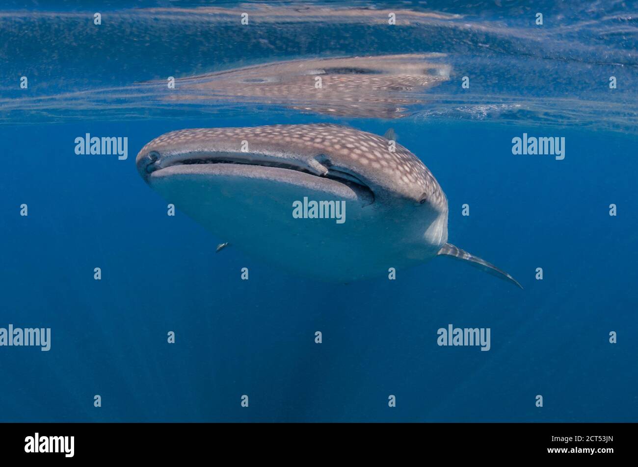 Squalo balena in superficie vista ad angolo basso blu chiaro acqua Foto Stock