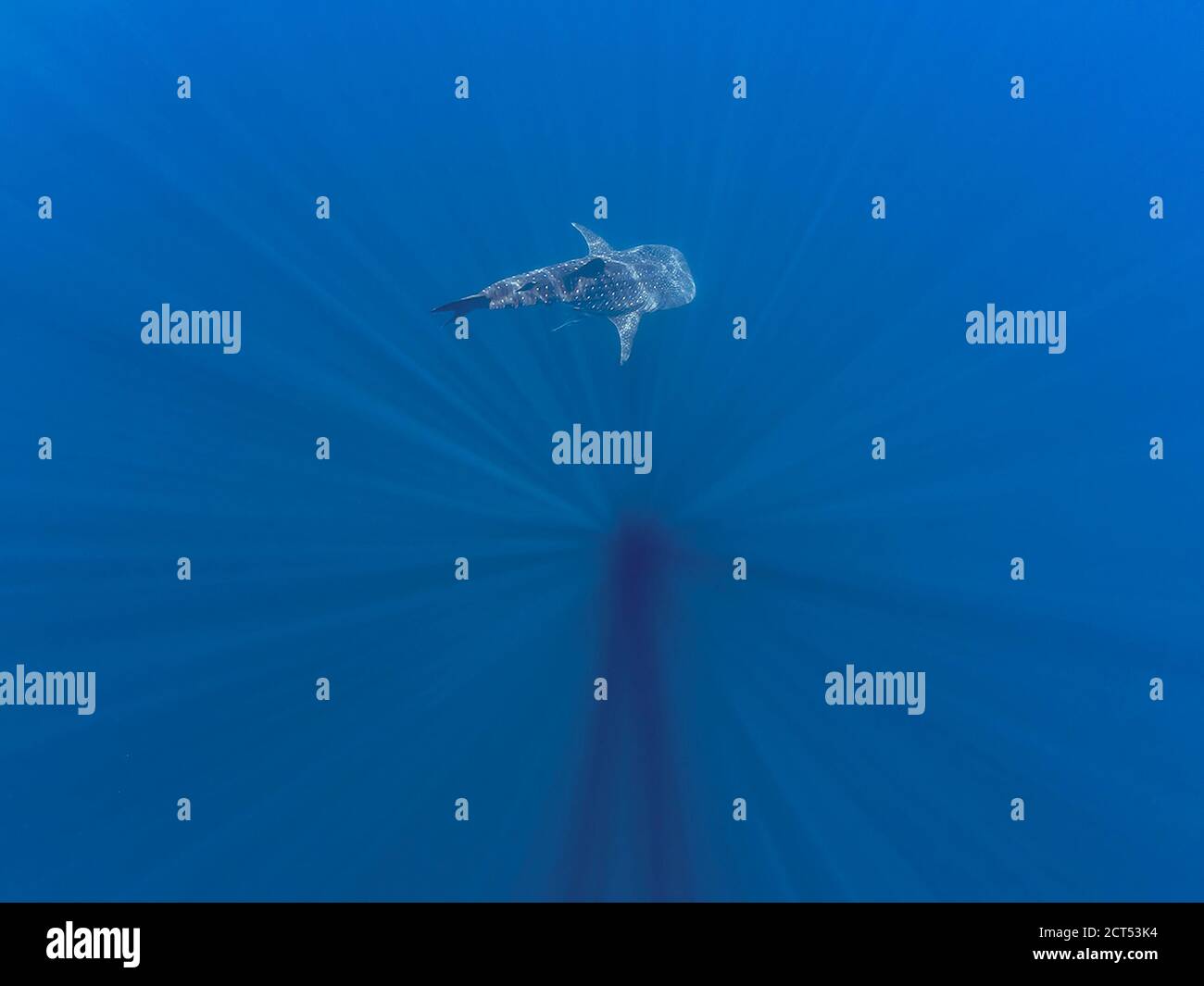 Squalo balena che sparisce nelle profondità con raggi di luce Foto Stock