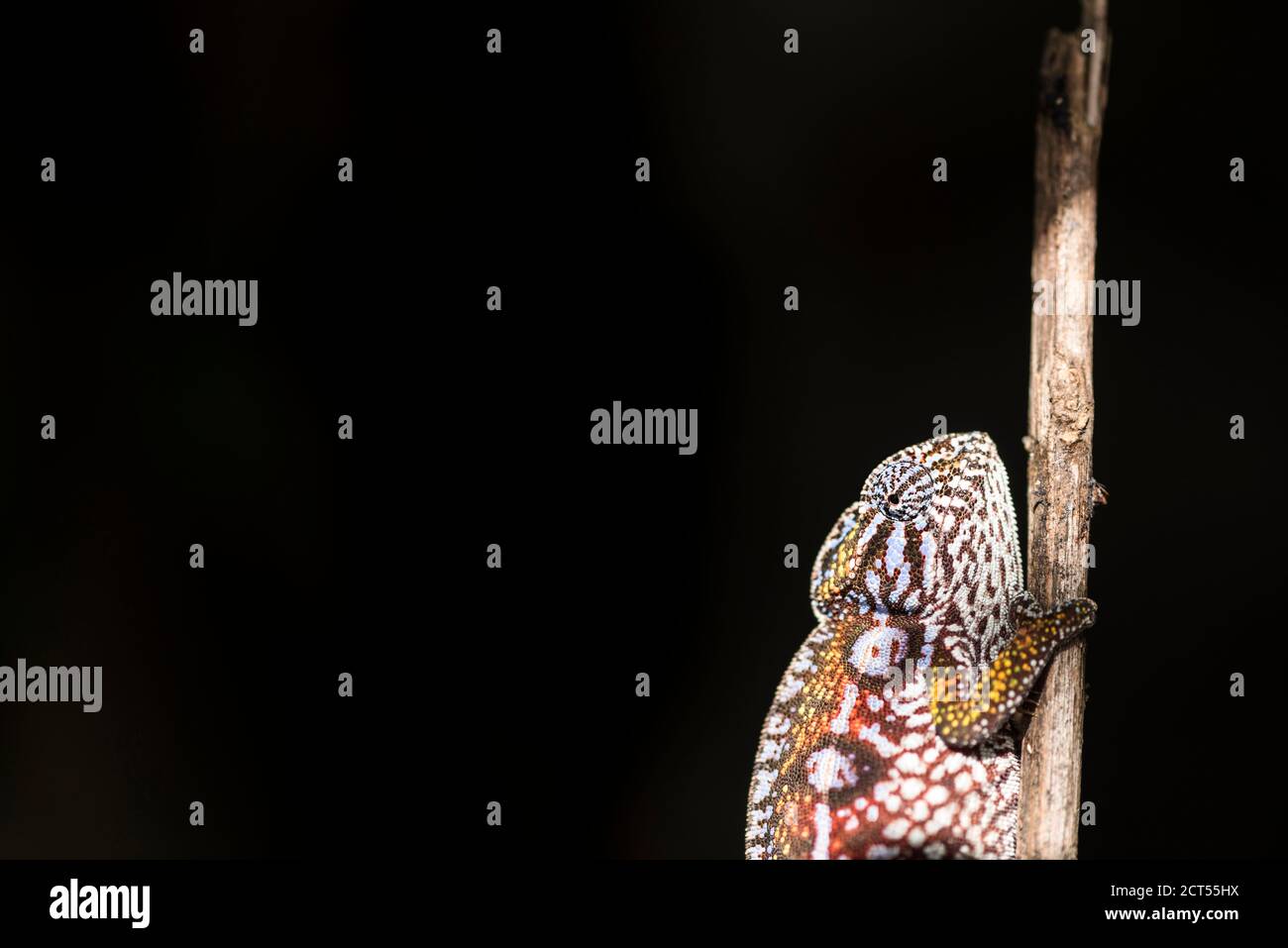 Moquette Chameleon aka White-fodered Chameleon (Furcifer lateralis), endemica del Madagascar Foto Stock